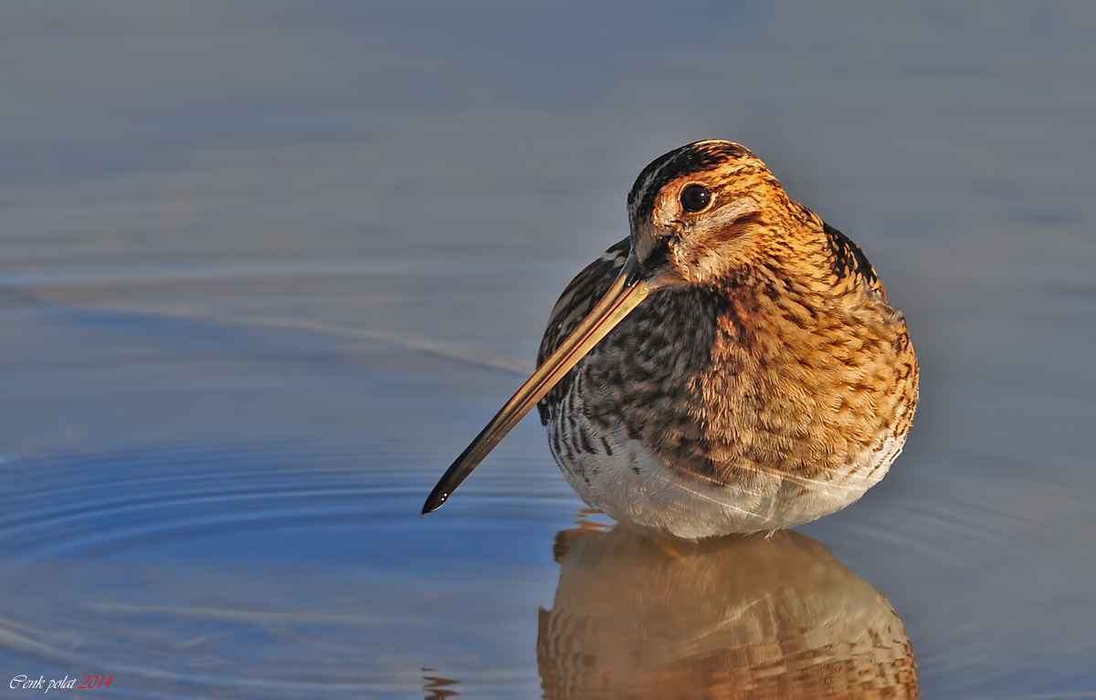 Common Snipe